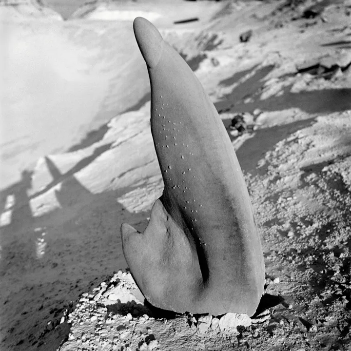 Inventing a New World with Charlotte Perriand
