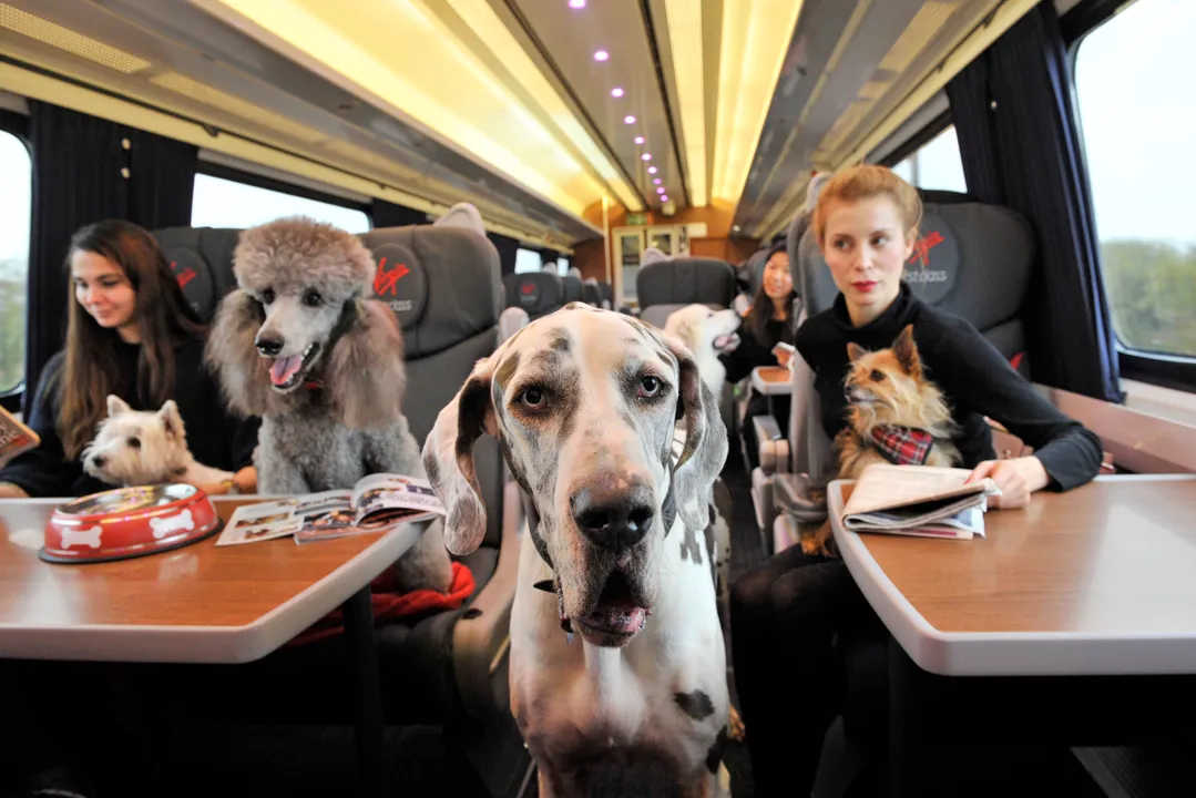 Nearly half of british pet owners will miss out on seeing friends and family this christmas by putting pet’s needs first