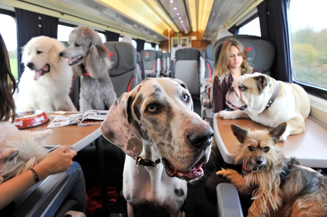 Nearly half of british pet owners will miss out on seeing friends and family this christmas by putting pet’s needs first