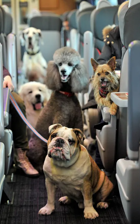 Nearly half of british pet owners will miss out on seeing friends and family this christmas by putting pet’s needs first