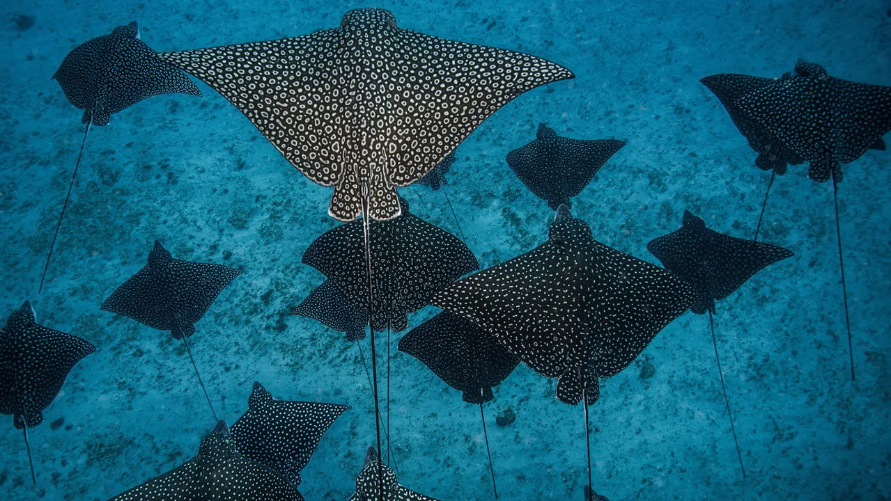 To coincide with World Oceans Day on June 8th, The Economist describes what would be revealed if the ocean was transparent.  Among the fish and the man-made trash you would see..